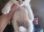 Benjamin - Balinese Kitten For Sale - Meshoppen&comma; PA&comma; US