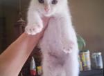 Chester - Siamese Kitten For Sale - Meshoppen&comma; PA&comma; US