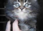 Maine Coon Dollface Persian Hybrids - Maine Coon Kitten For Sale - Mount Penn&comma; PA&comma; US