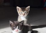 Cuties - American Shorthair Kitten For Sale - East Longmeadow&comma; MA&comma; US