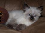 Hammie - Ragdoll Kitten For Sale - La Porte&comma; IN&comma; US