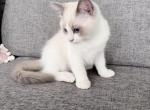 Motty - Ragdoll Kitten For Sale - NC&comma; US