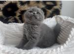 Scottish fold female - Scottish Fold Kitten For Sale - Chicago&comma; IL&comma; US