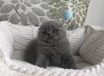 Scottish fold male - Scottish Fold Kitten For Sale - Chicago&comma; IL&comma; US