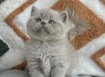 Lilac Scottish straight - Scottish Straight Kitten For Sale - Chicago&comma; IL&comma; US