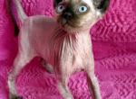 Spider monkey - Sphynx Kitten For Sale - 