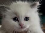 Matys spring litter - Ragdoll Kitten For Sale - Iron River&comma; MI&comma; US
