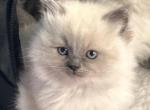 Matys Ragdoll kittens - Ragdoll Kitten For Sale - Iron River&comma; MI&comma; US