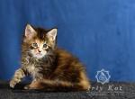 Black tabby female - Maine Coon Kitten For Sale - Hollywood&comma; FL&comma; US