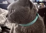 Babe - Burmese Cat For Adoption - Phelan&comma; CA&comma; US