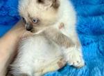 Owl Bear and kitten - Munchkin Kitten For Sale - 