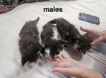 Keeley litter - Maine Coon Kitten For Sale - Chickamauga&comma; GA&comma; US