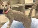 Nela - Russian Blue Kitten For Sale - Hollywood&comma; FL&comma; US