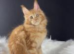 Coriander - Maine Coon Kitten For Sale - Grayslake&comma; IL&comma; US