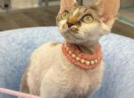 Betsy - Devon Rex Kitten For Sale - Norwalk&comma; CT&comma; US