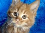 Rachel - Maine Coon Kitten For Sale - 