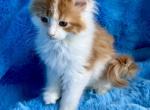 Phoebe - Maine Coon Kitten For Sale - Dresden&comma; OH&comma; US