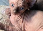 ChiChi - Sphynx Kitten For Sale - Lakeland&comma; FL&comma; US