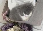 Grey and white female Persian ragdoll - Persian Kitten For Sale - McKinney&comma; TX&comma; US