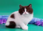 Velt Longhair - British Shorthair Kitten For Sale - Grayslake&comma; IL&comma; US