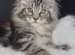 Barbie - Maine Coon Kitten For Sale - Grayslake&comma; IL&comma; US