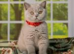 Archi - British Shorthair Kitten For Sale - Grayslake&comma; IL&comma; US