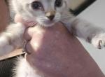 Lynx point siamese kittens - Siamese Kitten For Sale - Walworth&comma; WI&comma; US
