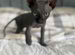 Piccolo - Sphynx Kitten For Sale - Lakeland&comma; FL&comma; US