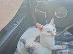 Flame point boy - Siamese Kitten For Sale - Algonquin&comma; IL&comma; US