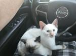 Flame point boy - Siamese Kitten For Sale - 