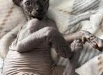 Blossom - Sphynx Kitten For Sale - 