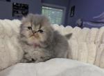 Scottish Fold - Scottish Fold Kitten For Sale - Dallas&comma; TX&comma; US