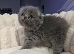 scottish fold kittens - Scottish Fold Kitten For Sale - Dallas&comma; TX&comma; US