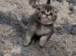 Scottish Fold Male - Scottish Fold Kitten For Sale - Dallas&comma; TX&comma; US