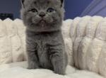 Scottish Straight Male - Scottish Straight Kitten For Sale - Dallas&comma; TX&comma; US