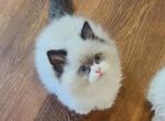 seal bicolor - Ragdoll Kitten For Sale - Bristow&comma; VA&comma; US