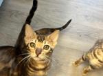 Shiva - Bengal Kitten For Sale - Phila&comma; PA&comma; US