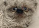 Himalayan Kittens - Himalayan Kitten For Sale - Granada Hills&comma; CA&comma; US