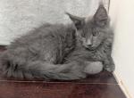 Blue Male Maine Coon - Maine Coon Kitten For Sale - Hendersonville&comma; TN&comma; US