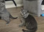 Nova - Scottish Straight Kitten For Sale - New York&comma; NY&comma; US