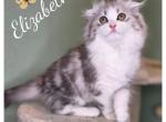 Highland scottish fold - Scottish Fold Kitten For Sale - Sacramento&comma; CA&comma; US