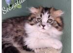 Highland scottish fold - Scottish Fold Kitten For Sale - Sacramento&comma; CA&comma; US