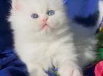 Beautiful Dollface white blue and green odd eyes - Persian Kitten For Sale - CA&comma; US