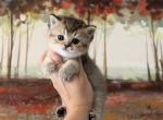 Female Scottish Straight - Scottish Straight Kitten For Sale