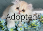 White & Cream Dilute - Persian Kitten For Sale - Sylacauga&comma; AL&comma; US