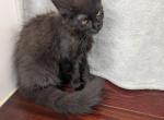 Regal Black Maine Coon Girl - Maine Coon Kitten For Sale - Hendersonville&comma; TN&comma; US