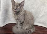 Female Maine Coon Kitten - Maine Coon Kitten For Sale - Hendersonville&comma; TN&comma; US