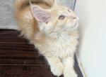 Beautiful Red Silver - Maine Coon Kitten For Sale - Hendersonville&comma; TN&comma; US