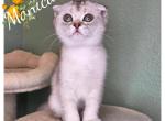 Angelica & Monica - Scottish Fold Kitten For Sale - Sacramento&comma; CA&comma; US