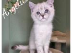 Angelica & Monica - Scottish Fold Kitten For Sale - Sacramento&comma; CA&comma; US